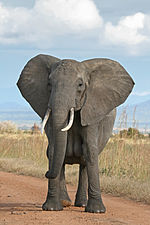 150px-African_Bush_Elephant