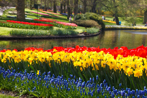 http://www.publicdomainpictures.net/view-image.php?image=16460&picture=keukenhof-flower-gardens