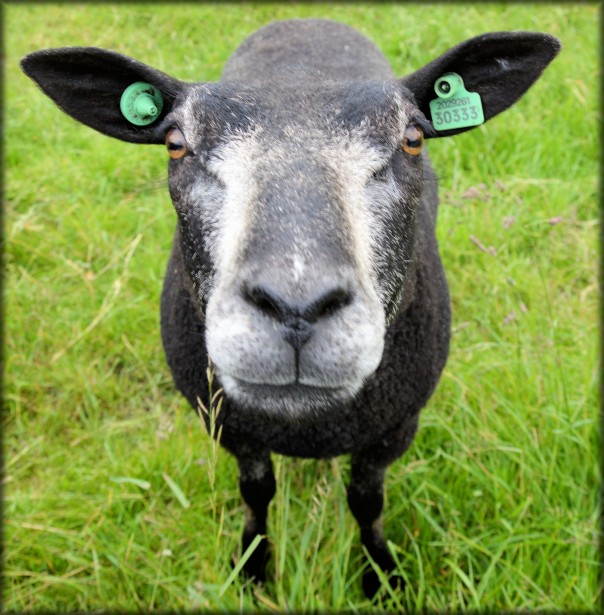 Why Do Calvinistas Love the Dumb Sheep Metaphor? | The Wartburg Watch 2022