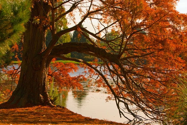 http://www.publicdomainpictures.net/view-image.php?image=31916&picture=autumn-colors