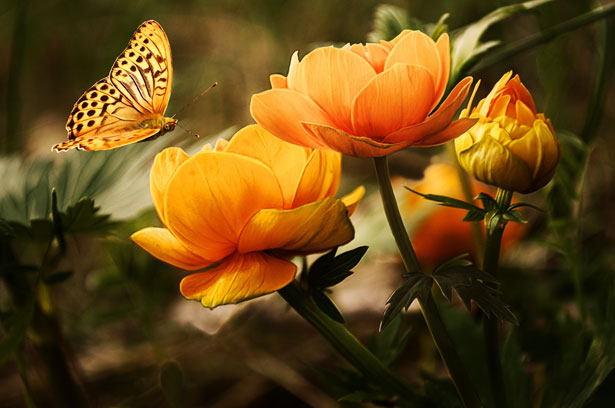 http://www.publicdomainpictures.net/view-image.php?image=18882&picture=background-with-flower-and-butterfly