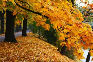 http://www.publicdomainpictures.net/view-image.php?image=17972&picture=autumn-smiling