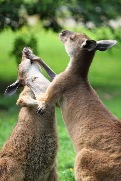 http://www.publicdomainpictures.net/view-image.php?image=7195&picture=kangaroo-fight