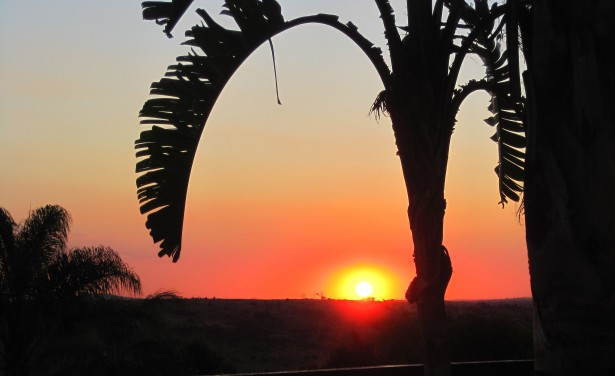 http://www.publicdomainpictures.net/view-image.php?image=50796&picture=sunset-and-palm-tree