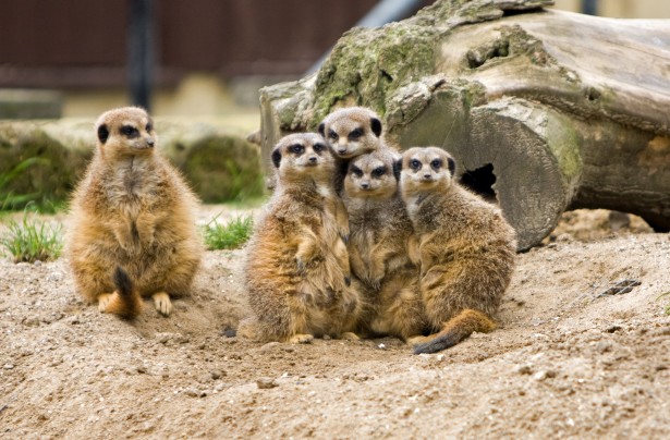 http://www.publicdomainpictures.net/view-image.php?image=53882&picture=meerkat-family-group&large=1