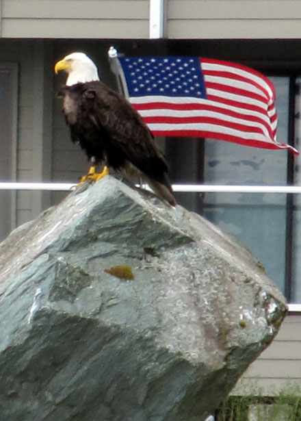 http://www.publicdomainpictures.net/view-image.php?image=15980&picture=american-eagle&large=1