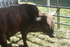 http://www.publicdomainpictures.net/view-image.php?image=4222&picture=the-bull