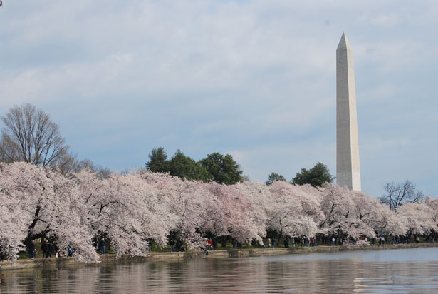 http://www.publicdomainpictures.net/view-image.php?image=13524&picture=washington-in-spring