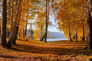 http://www.publicdomainpictures.net/view-image.php?image=26775&picture=autumn-forest