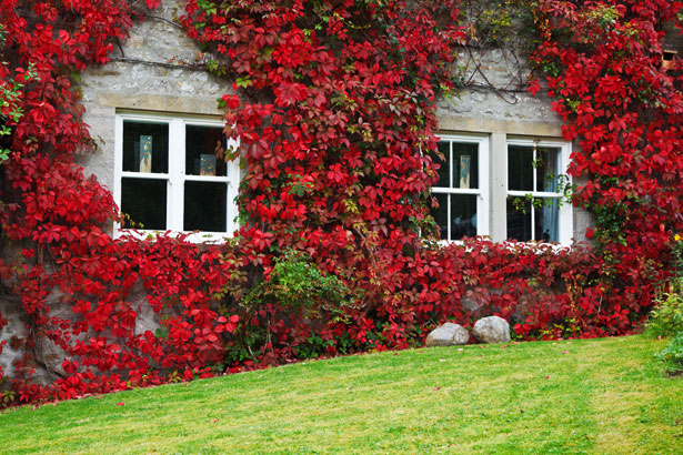 http://www.publicdomainpictures.net/view-image.php?image=9968&picture=ivy-on-house-in-autumn