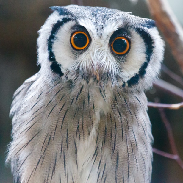 http://www.publicdomainpictures.net/view-image.php?image=144356&picture=southern-white-faced-owl