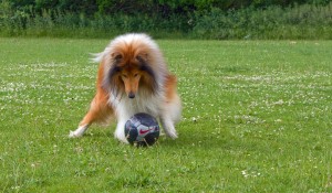 http://www.publicdomainpictures.net/view-image.php?image=33187&picture=dog-playing-soccer