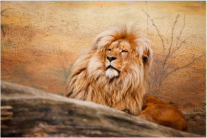 http://www.publicdomainpictures.net/view-image.php?image=11123&picture=male-lion