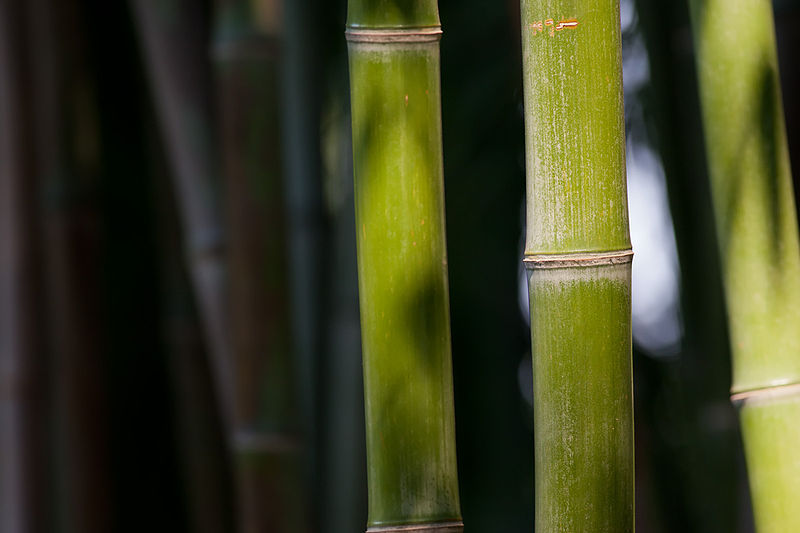 https://commons.wikimedia.org/wiki/File:Bamboo_Feb09.jpg