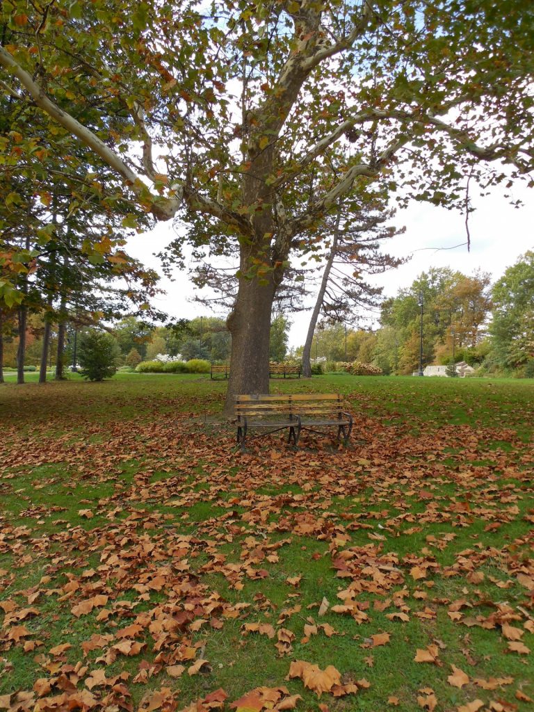 http://www.publicdomainpictures.net/view-image.php?image=59467&picture=fall-bench