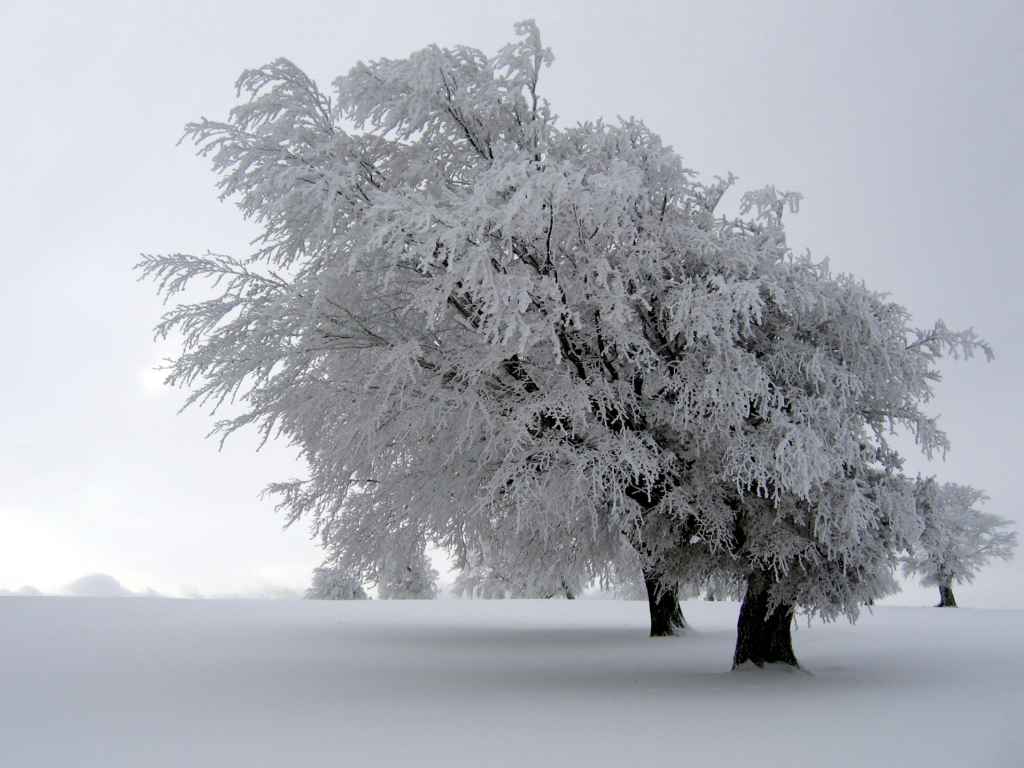 https://www.publicdomainpictures.net/en/view-image.php?image=279336&picture=tree-in-winter-snow
