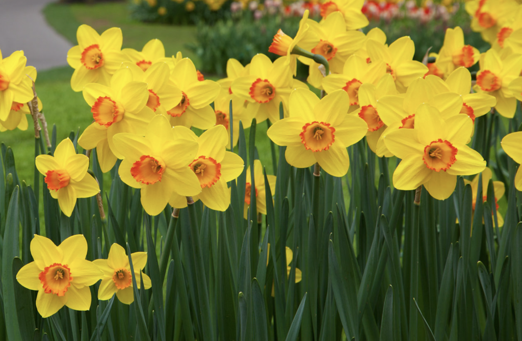 https://www.publicdomainpictures.net/en/view-image.php?image=7284&picture=daffodil-flowers