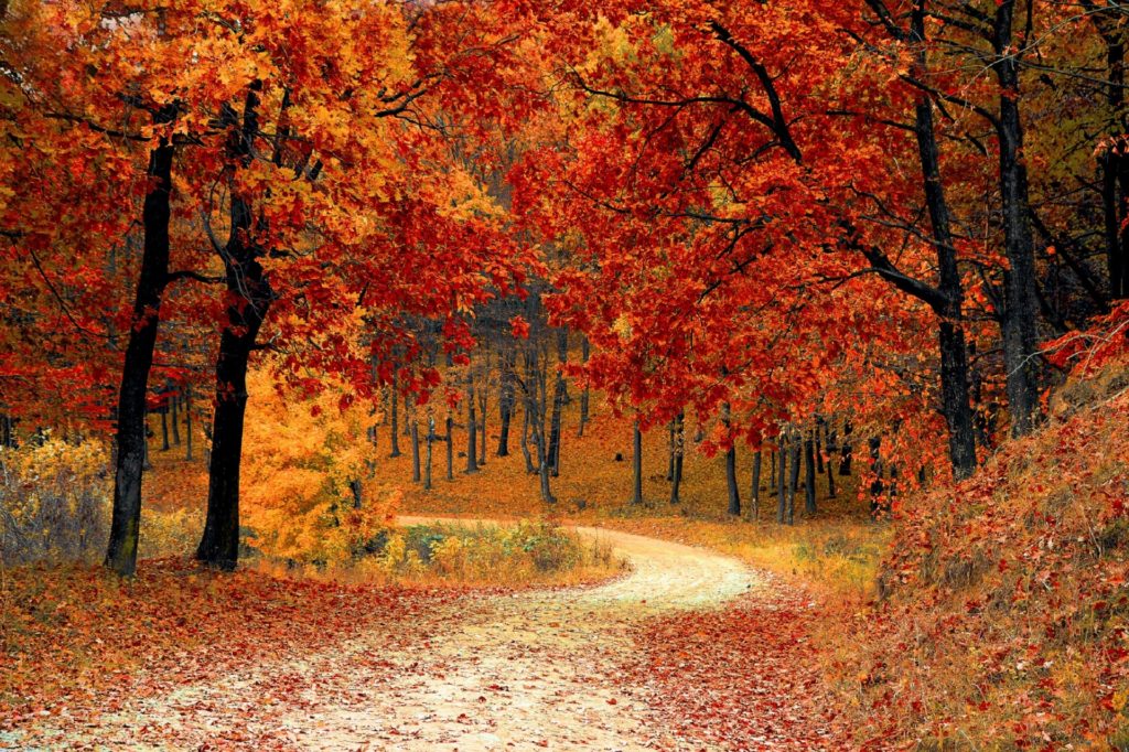 https://www.publicdomainpictures.net/en/view-image.php?image=213234&picture=autumn-colors