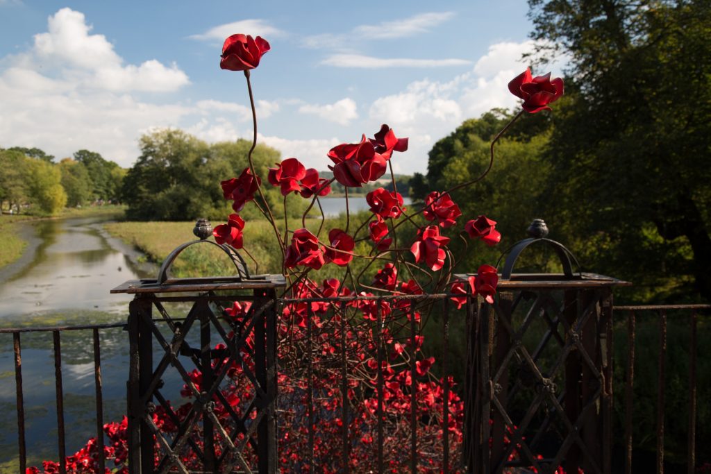 http://www.publicdomainpictures.net/view-image.php?image=173395&picture=remembrance-red-poppies