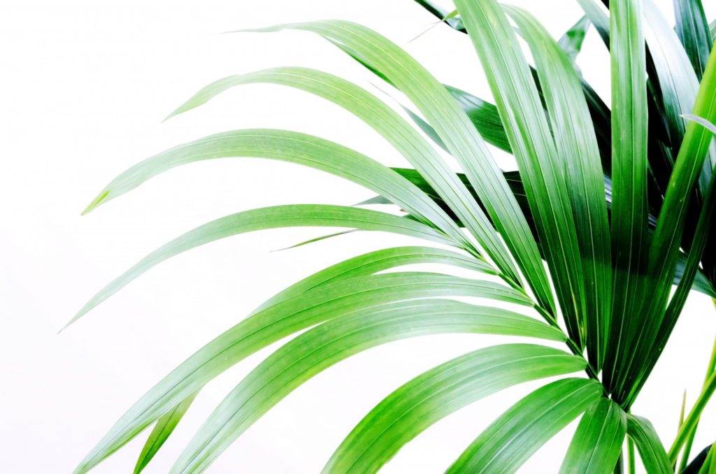 http://www.publicdomainpictures.net/view-image.php?image=40208&picture=palm-leaves