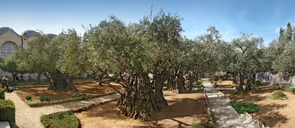 https://en.wikipedia.org/wiki/Gethsemane#/media/File:Jerusalem_Gethsemane_tango7174.jpg