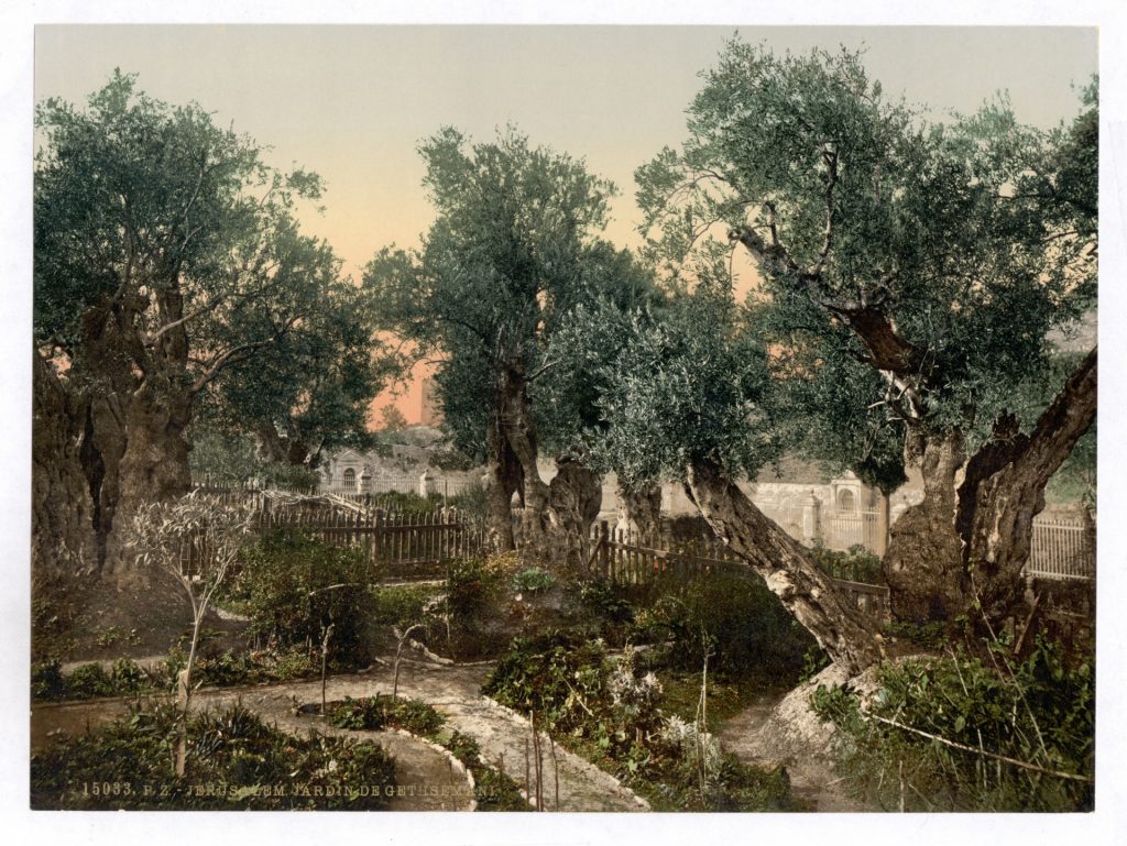 https://www.publicdomainpictures.net/view-image.php?image=155091&picture=garden-of-gethsemane