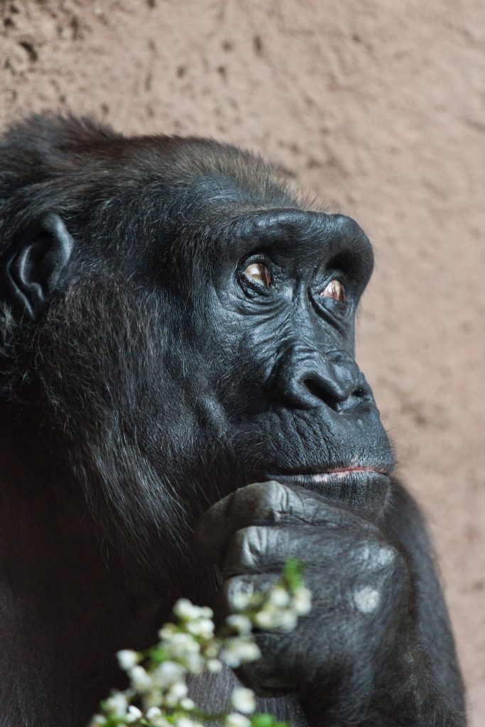 https://www.publicdomainpictures.net/en/view-image.php?image=38599&picture=thinking-gorilla
