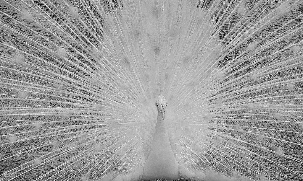 https://publicdomainpictures.net/en/view-image.php?image=189152&picture=white-peacock